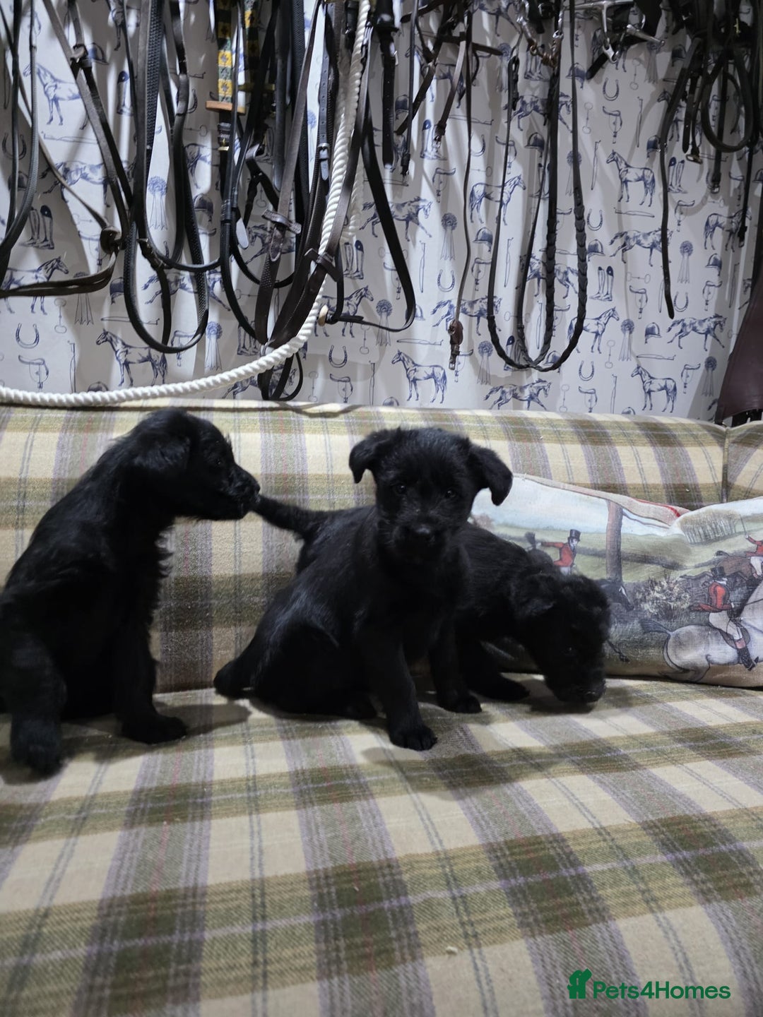 Labradoodle dogs for sale: Labradoodle puppies - Advert 6