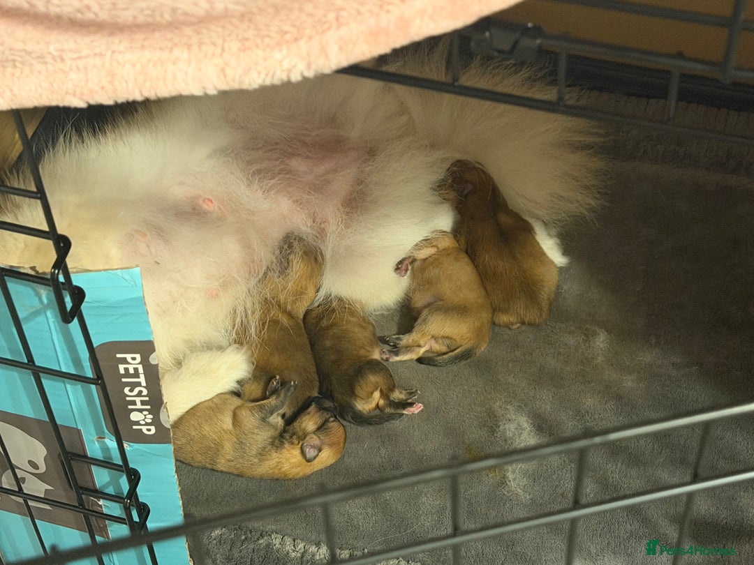 Pomeranian dogs for sale: Fluffy Pomeranian Boys Full of Love  - Advert 5