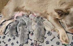 French Bulldog dogs for sale: French bulldog pups - Image 18
