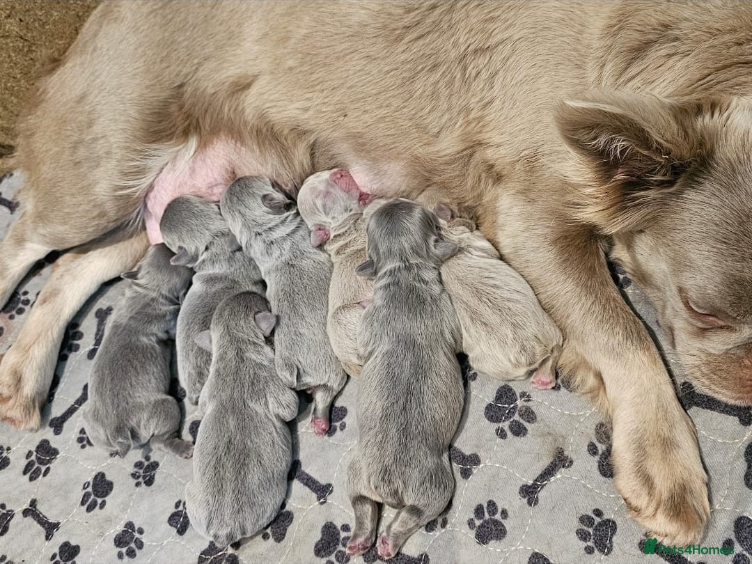 French Bulldog dogs for sale: French bulldog pups - Image 18