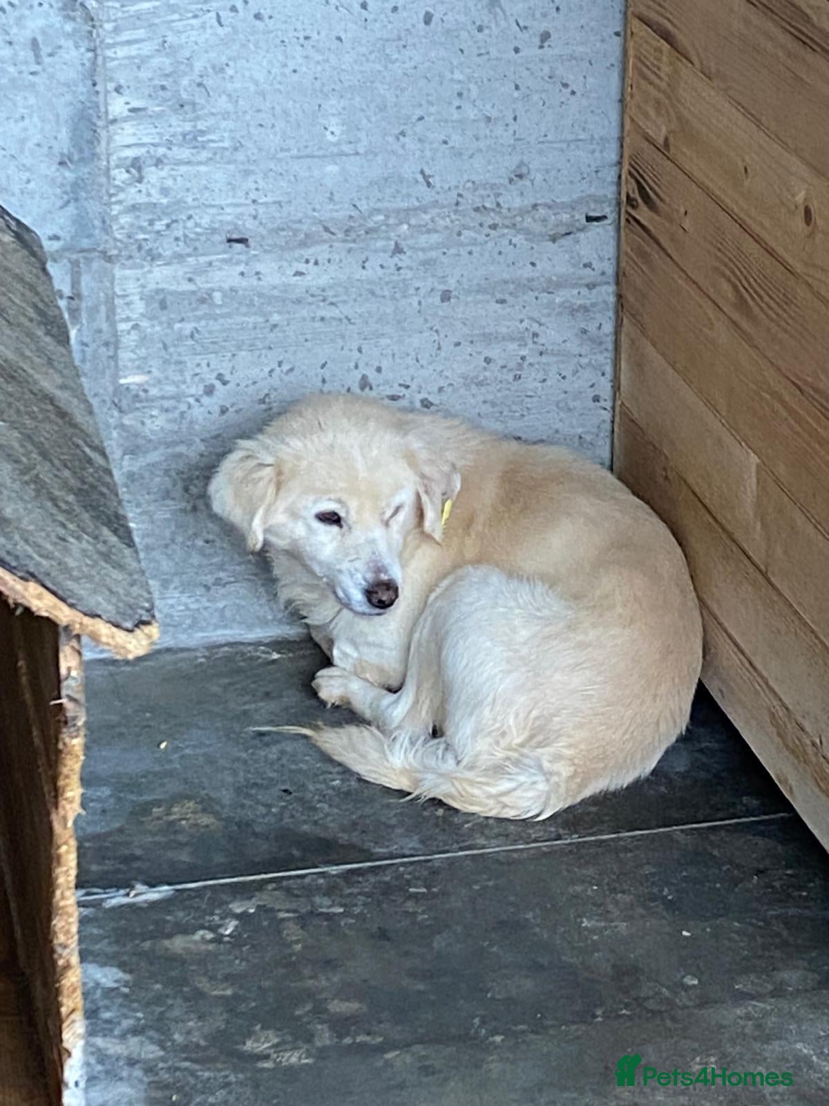 Mixed Breed dogs Seth, 10 yrs old . Available for adoption. - Advert 2