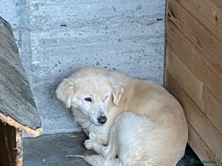 Mixed Breed dogs Seth, 10 yrs old . Available for adoption. - Advert 3