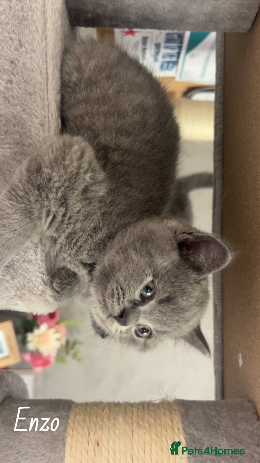 British Shorthair cats for sale: Pedigree Blue British Shorthair 💙💙💙💗💗💗💗 - Image 36