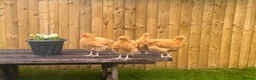 Chickens poultry for sale: Buff Orpington Chicks - Advert 4