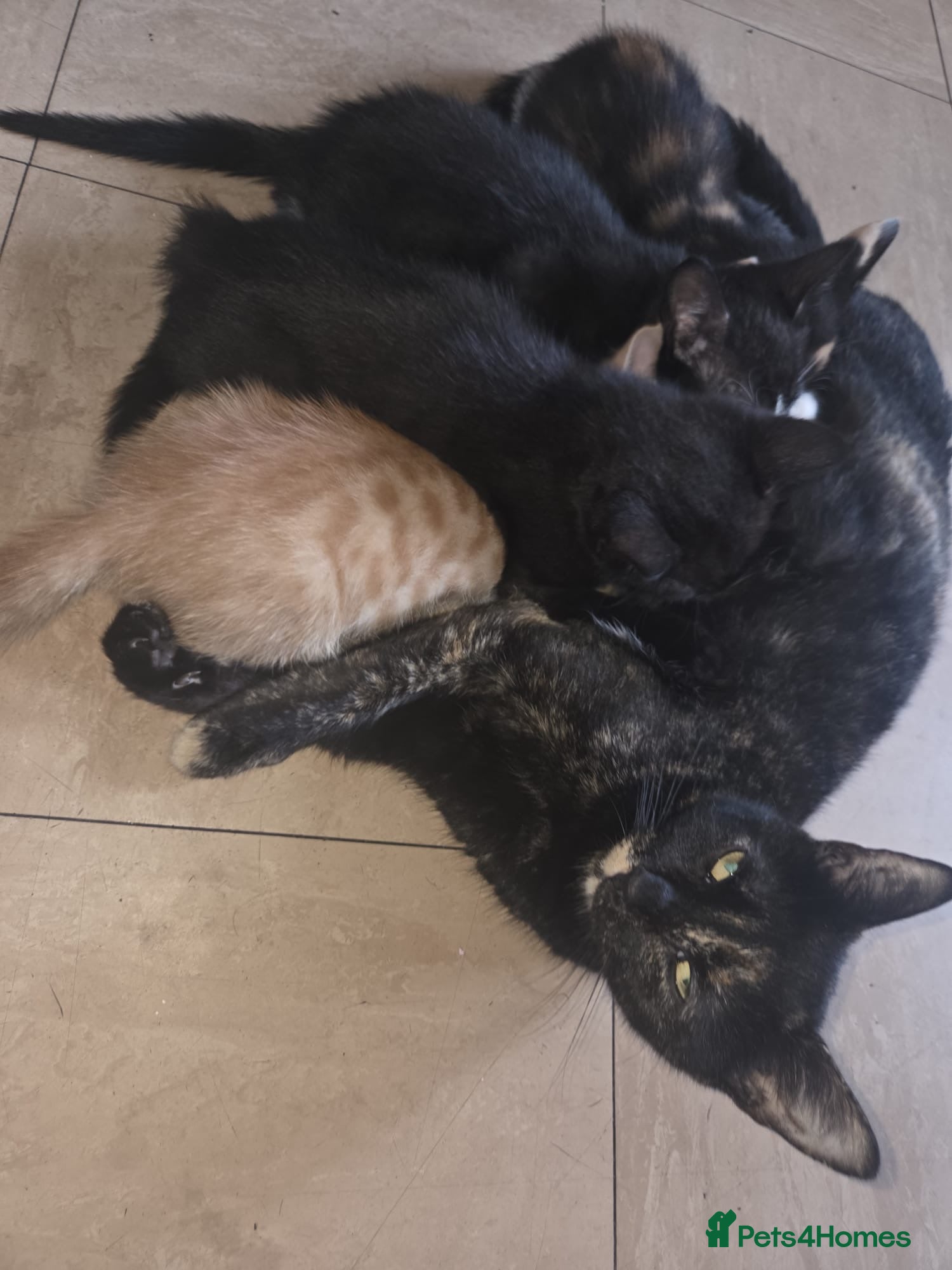 Mixed Breed cats 4 gorgeous kittens for sale - Advert 1