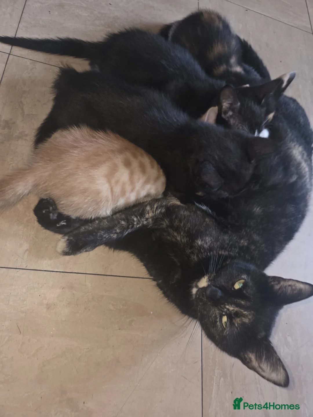 Mixed Breed cats for sale: 4 gorgeous kittens for sale - Advert 1