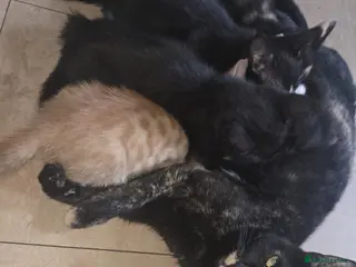 Mixed Breed cats 4 gorgeous kittens for sale - Advert 1
