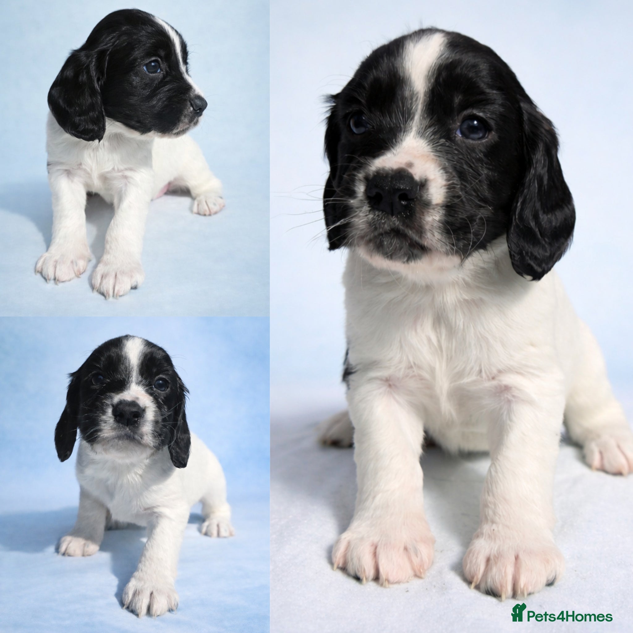 Cocker Spaniel dogs Working Cocker Spaniels - 4 Males - Advert 1