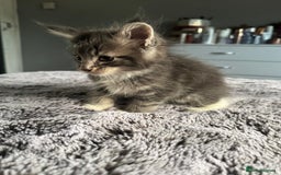 Maine Coon cats for sale: Maine Coon kittens Available!!!! - Image 10