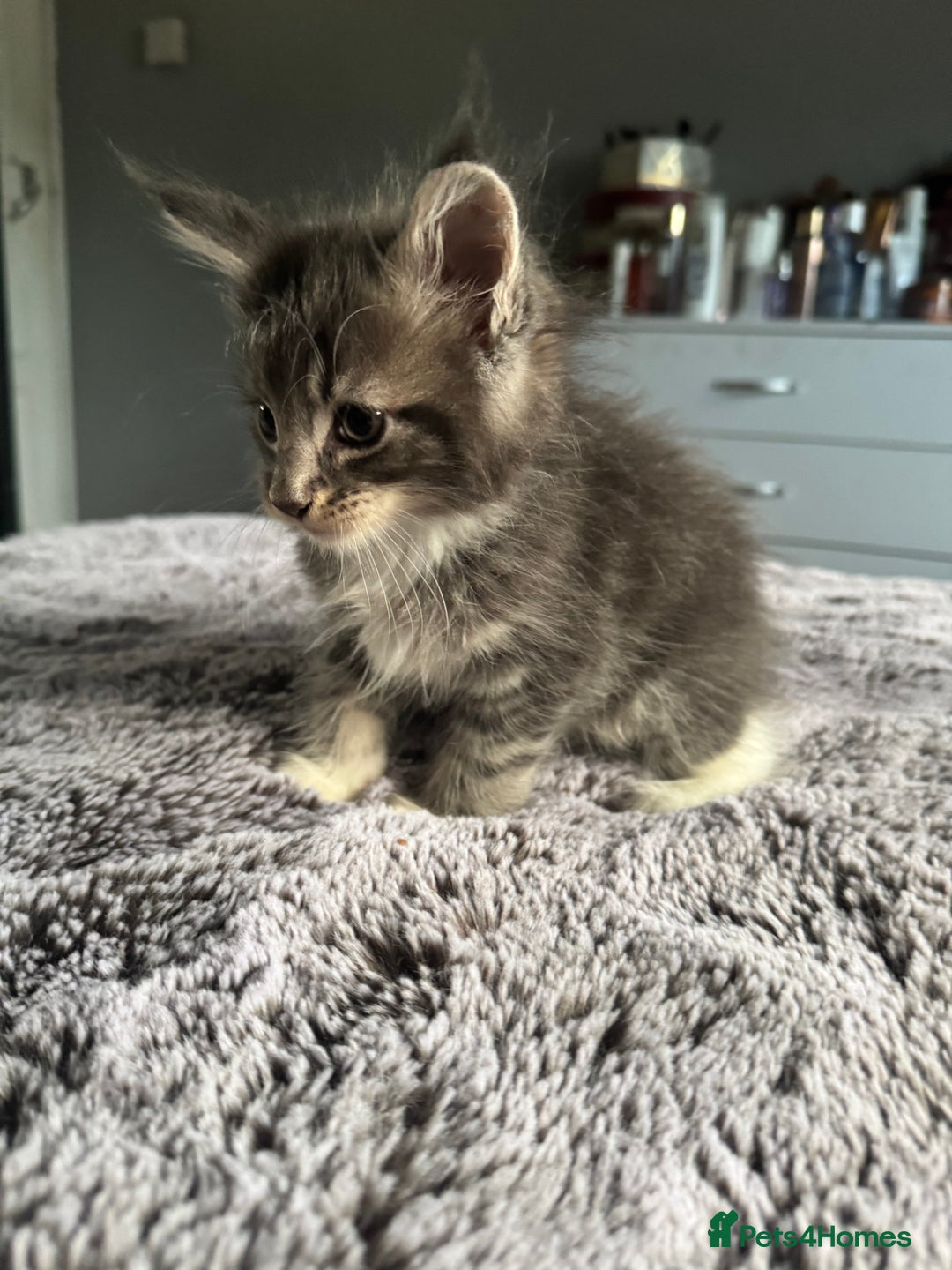Maine Coon cats for sale: Maine Coon kittens Available!!!! - Image 10