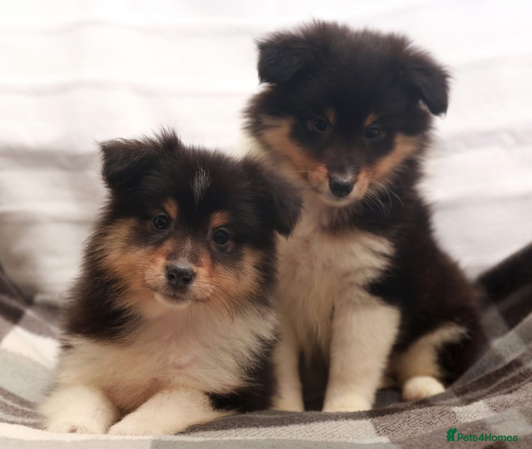 Shetland Sheepdog dogs for sale: Stunning Champions lines Tri Colour Girls  - Advert 8