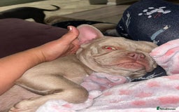 French Bulldog dogs for sale: Prada tiny Kc female new shade Isabella  - Image 7