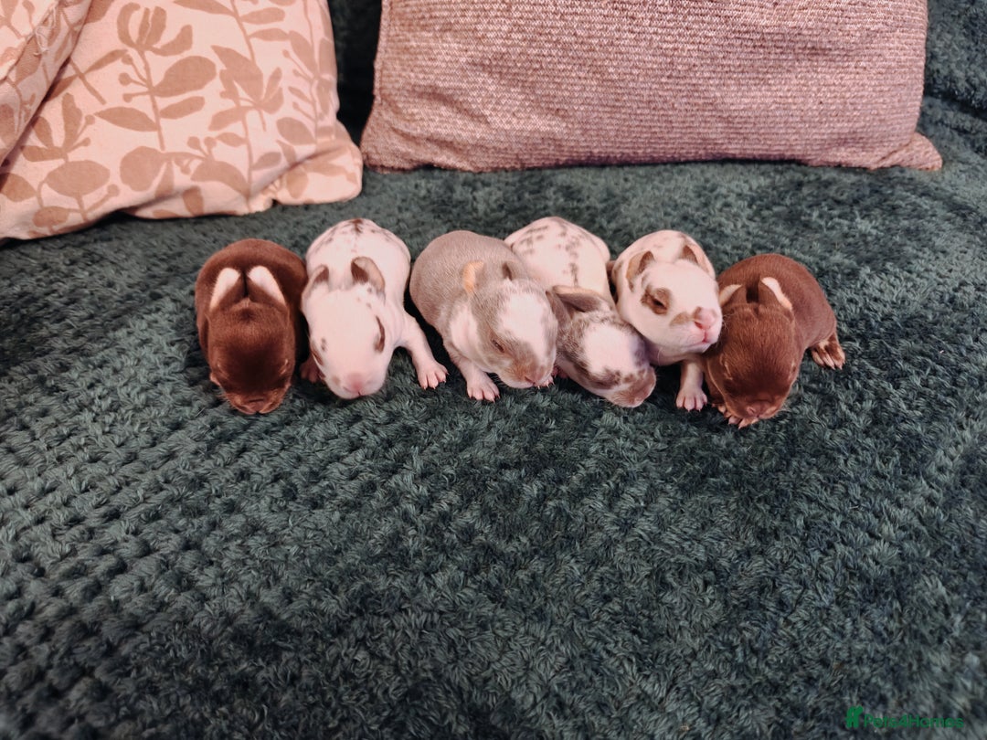 Rex rabbits for sale: Mixed litter of Mini Rex  - Image 4