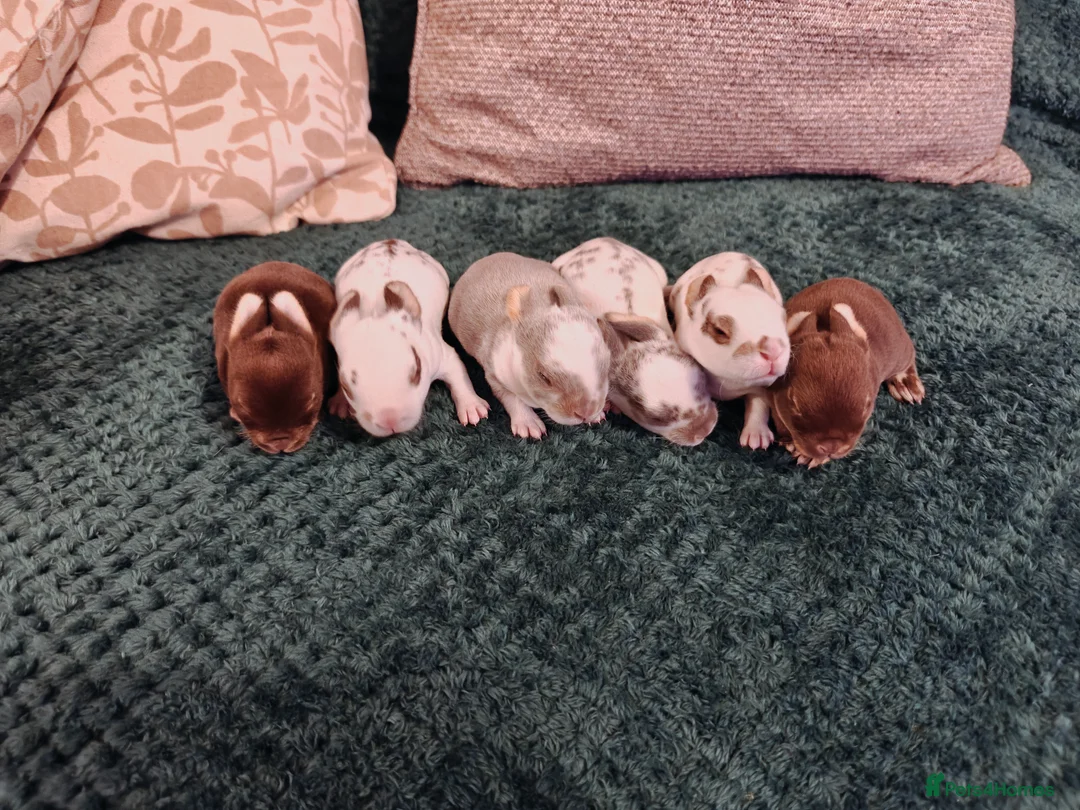 Rex rabbits for sale: Mini Rex Does - Advert 6