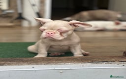 French Bulldog dogs for sale: French bulldog puppies  - Image 26
