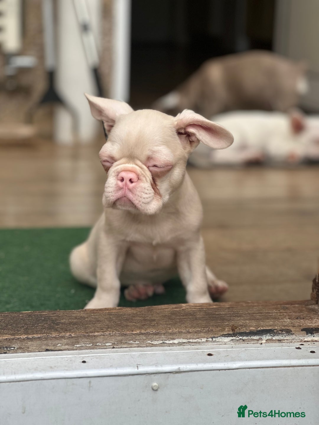 French Bulldog dogs for sale: French bulldog puppies  - Image 26