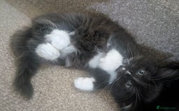 Mixed Breed cats for sale: 2 kittens looking for home - Advert 5