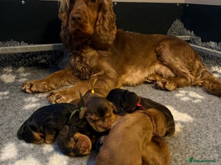 Cocker Spaniel dogs KC Reg Show Cocker Spaniel Puppies - Advert 6