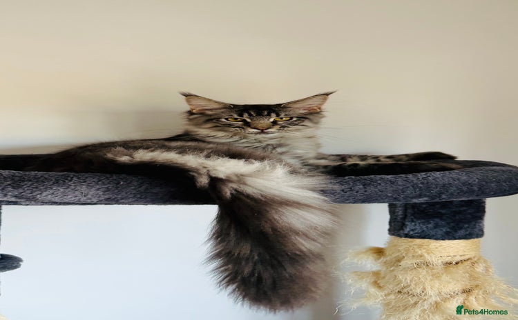 Maine Coon cats - Advert 2