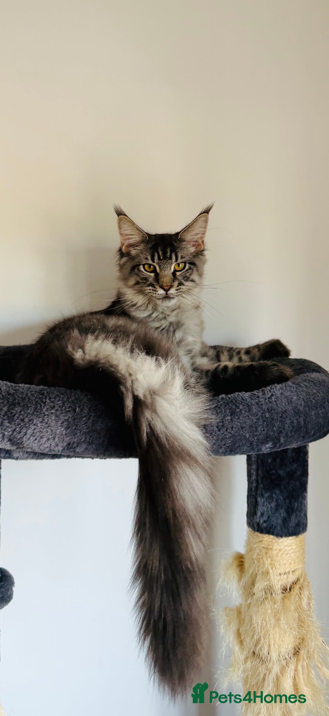 Maine Coon cats for sale: Mr Fink. Loving huge Maine coon - Image 1