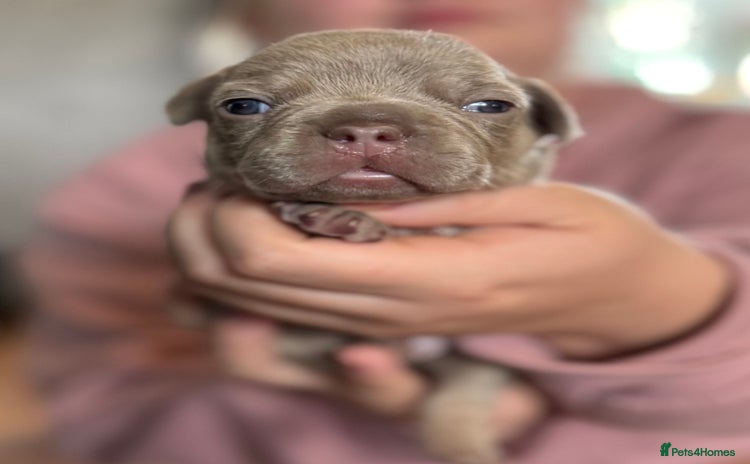 French Bulldog dogs - Advert 16