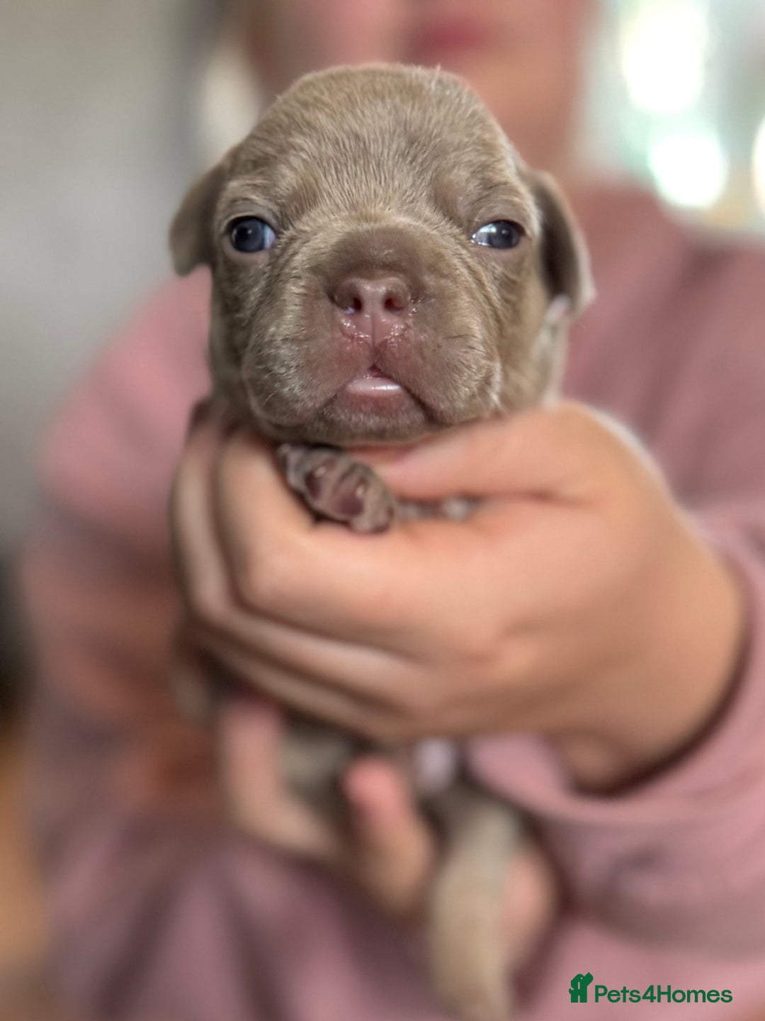 French Bulldog dogs for sale: French bulldog puppies  - Image 1