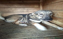 Mixed Breed dogs for adoption: Casper - North Walsham Norfolk  - Image 2