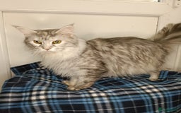 Maine Coon cats for sale: 'PuuureLove' Maine Coon kittens  - Image 16