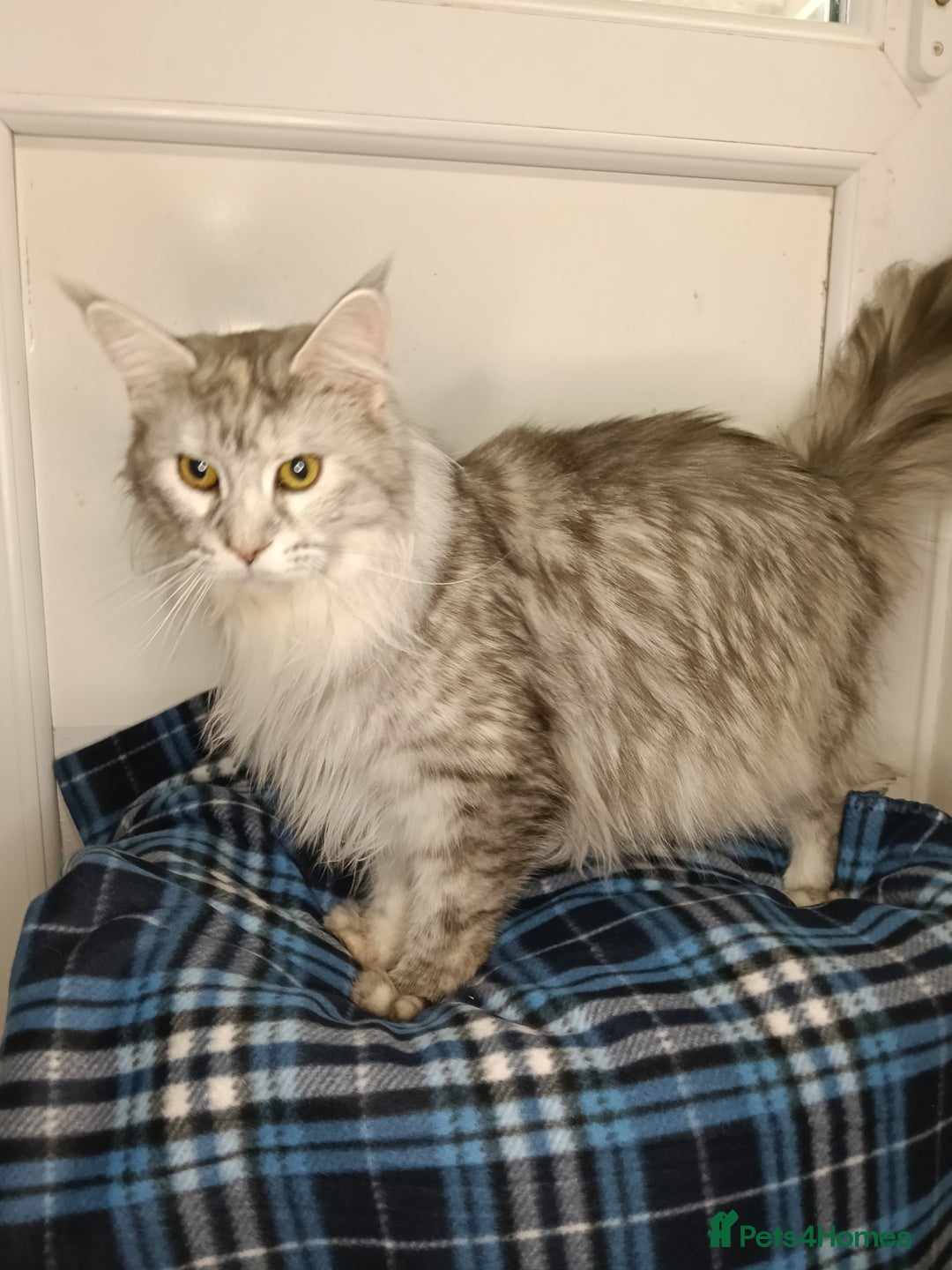 Maine Coon cats for sale: 'PuuureLove' Maine Coon kittens  - Image 16