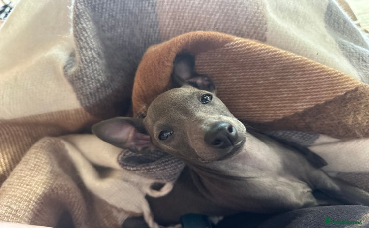 Italian Greyhound dogs - Advert 1