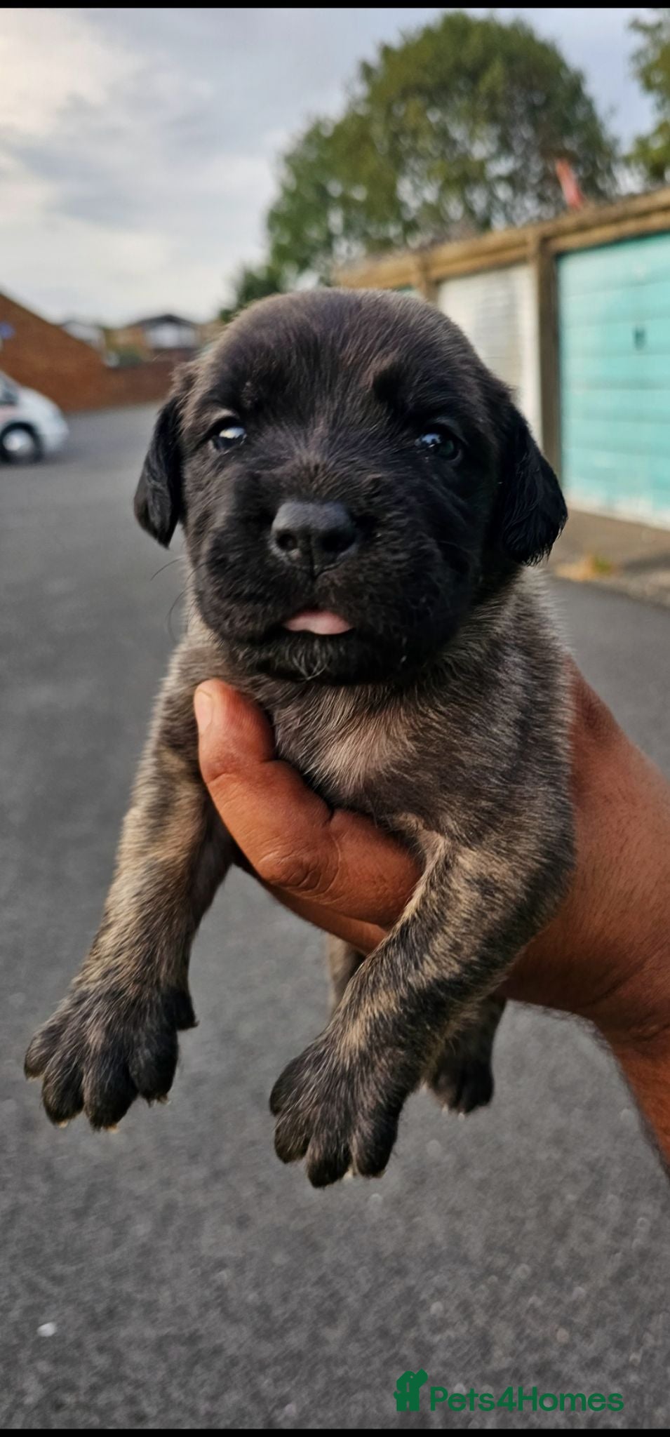 Presa Canario dogs Presa canario puppies - Advert 2