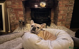 French Bulldog dogs for sale: French Bull Dog Puppies Bitches - Image 6