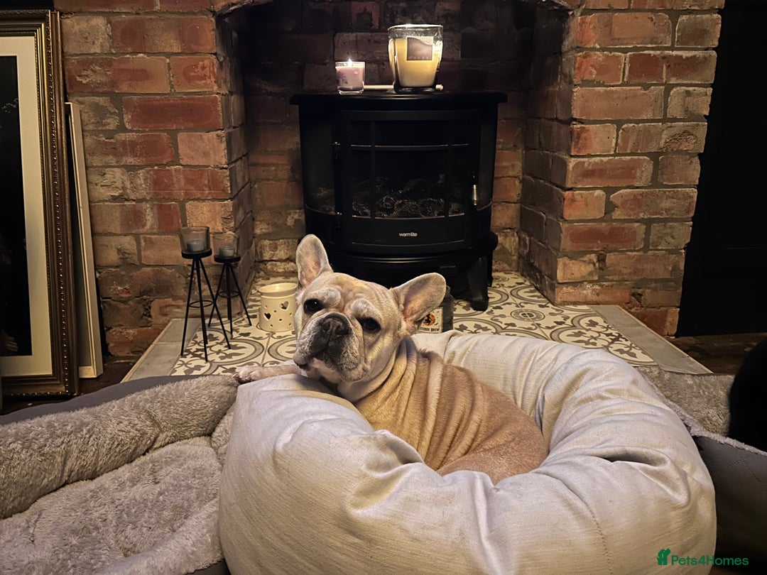 French Bulldog dogs for sale: French Bull Dog Puppies Bitches - Image 6