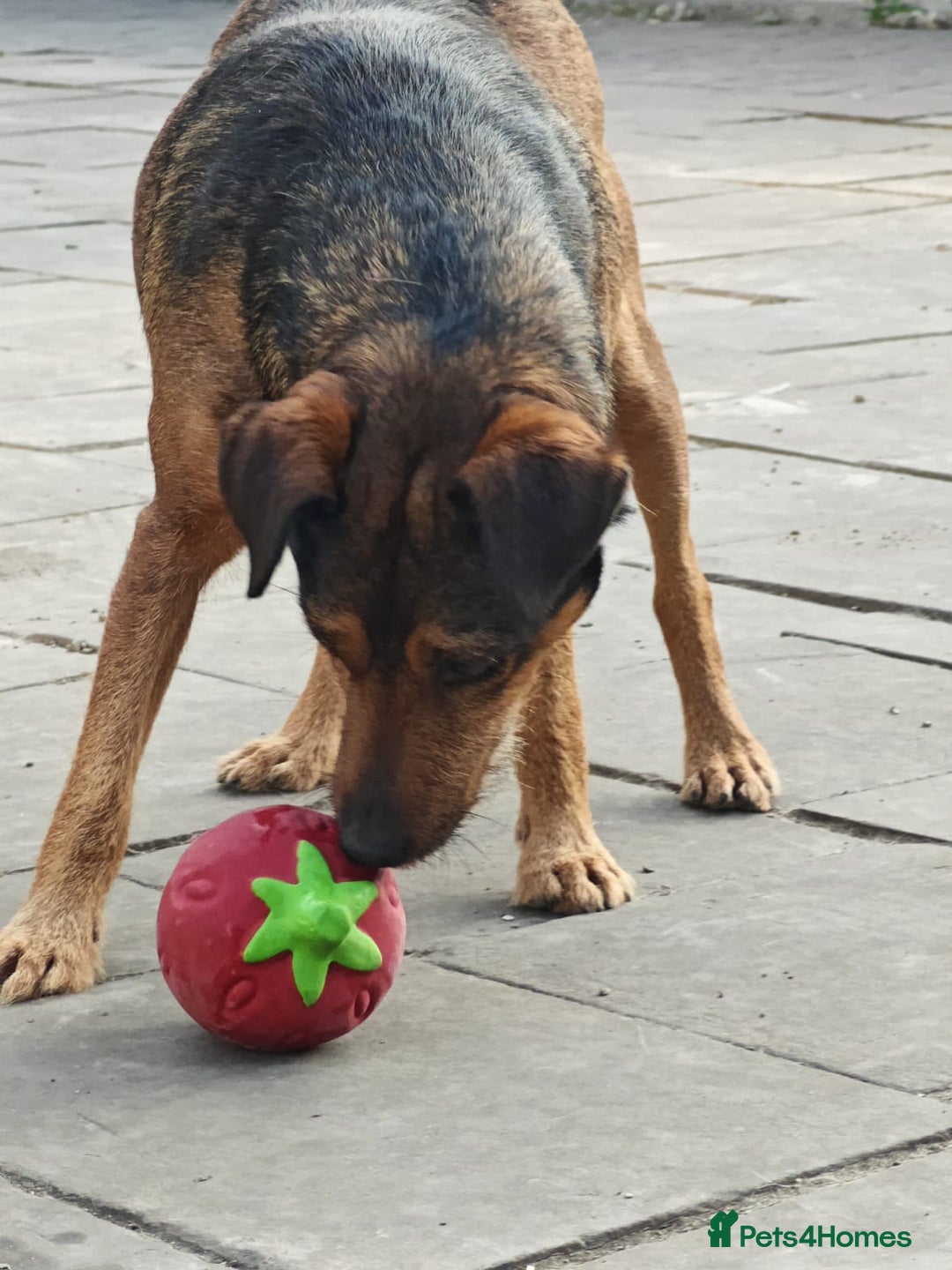 Mixed Breed dogs for adoption: 💙🐶 STAS 🐶💙 - Image 15