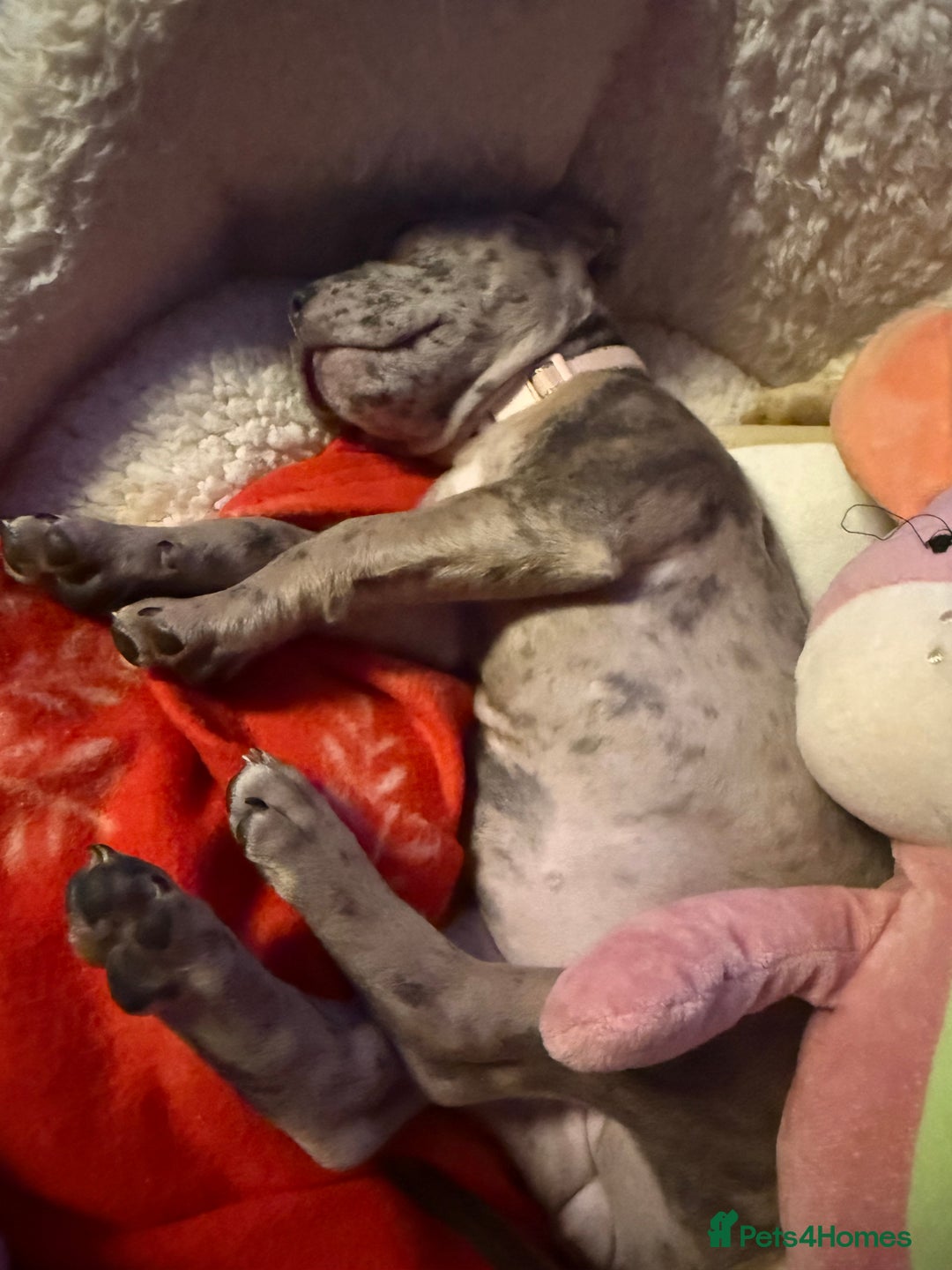 Mixed Breed dogs for sale: Staff x Frenchie - Advert 7