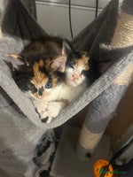 Maine Coon cats - Advert 9