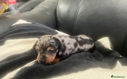 Miniature Dachshund dogs for sale: Champion line miniature Dachshunds KCREG PRACLEAR  - Image 24