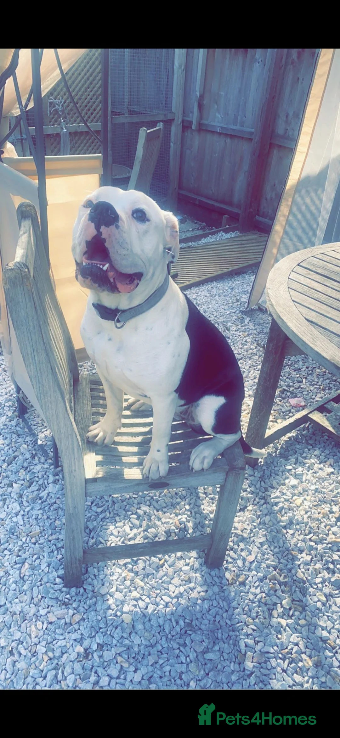 Dorset Olde Tyme Bulldogge dogs for sale: Rehome. Dorset old Tyne bulldog in Christchurch - Advert 1