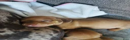 Miniature Dachshund dogs for sale: Gorgeous Trio of Mini Dachshunds in Portsmouth - Advert 18
