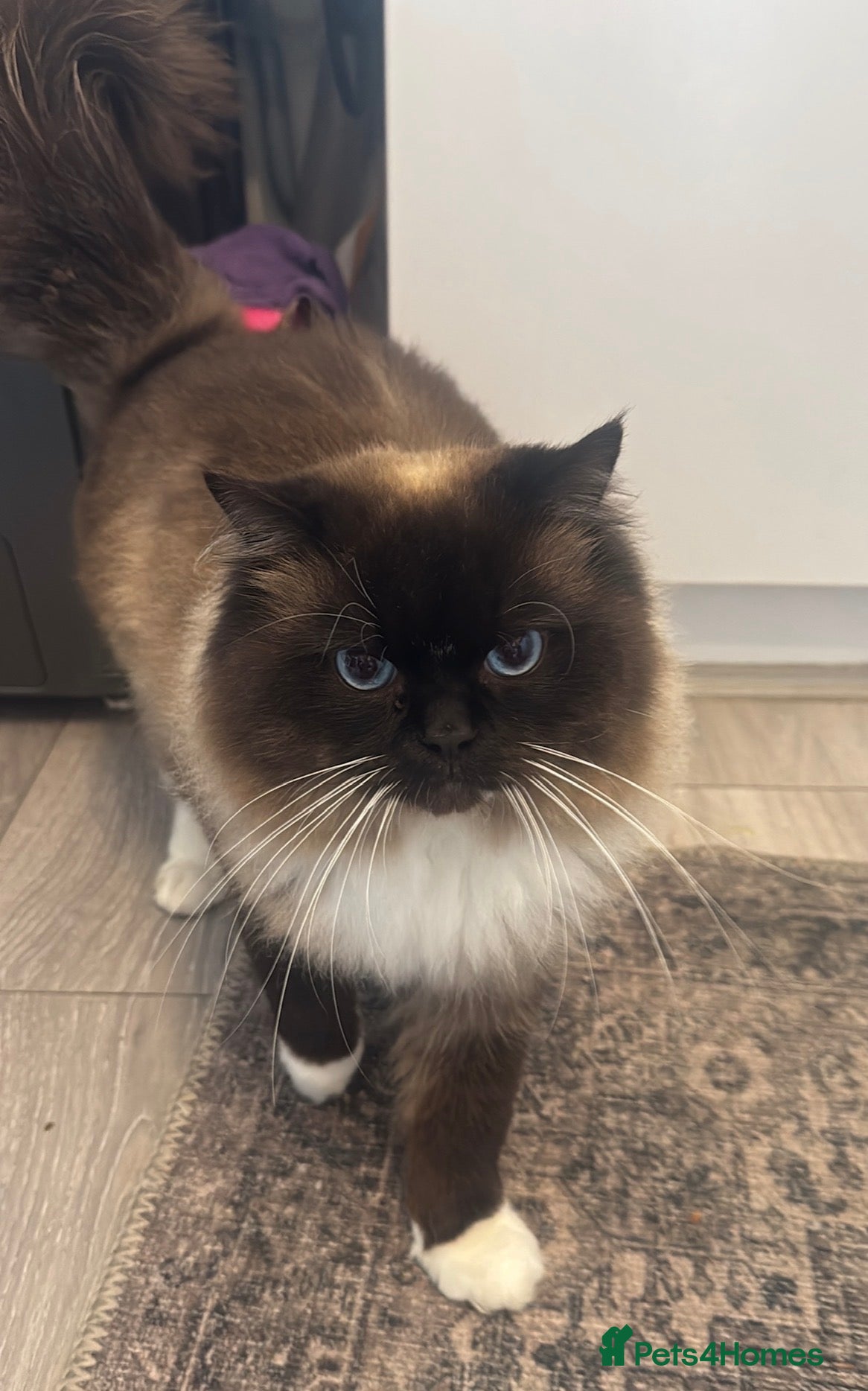 Ragdoll cats Ragdoll male  - Advert 5