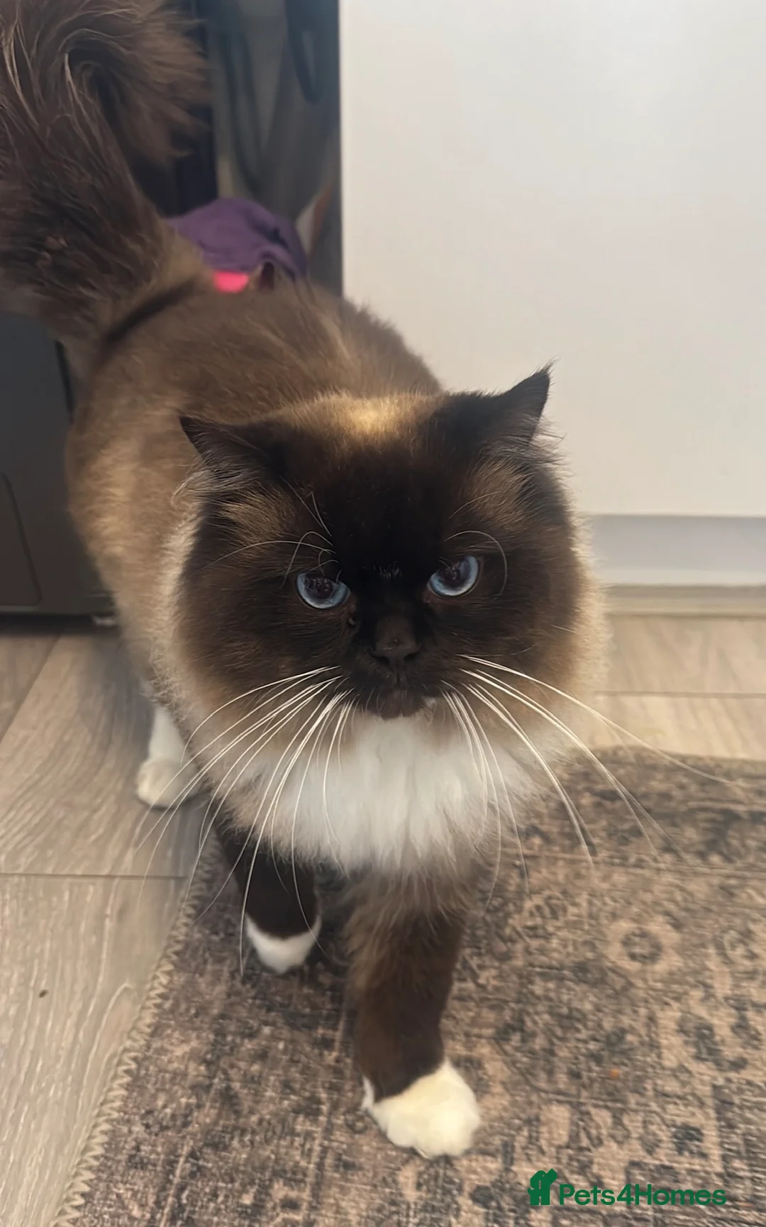 Ragdoll cats for sale: Ragdoll male  - Advert 1