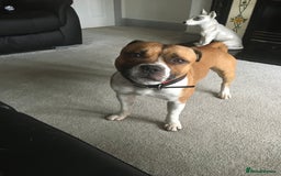 Staffordshire Bull Terrier dogs for stud: Proven Staffordshire Bull Terrier for Stud  - Image 20