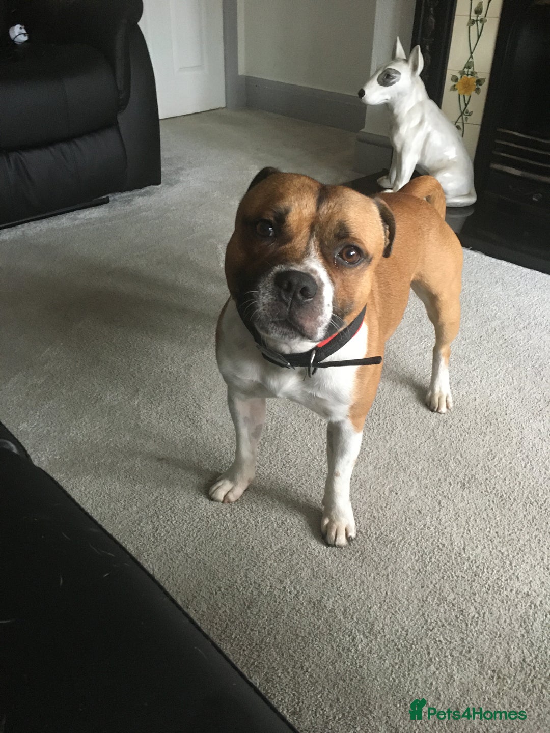 Staffordshire Bull Terrier dogs for stud: Proven Staffordshire Bull Terrier for Stud  - Image 20