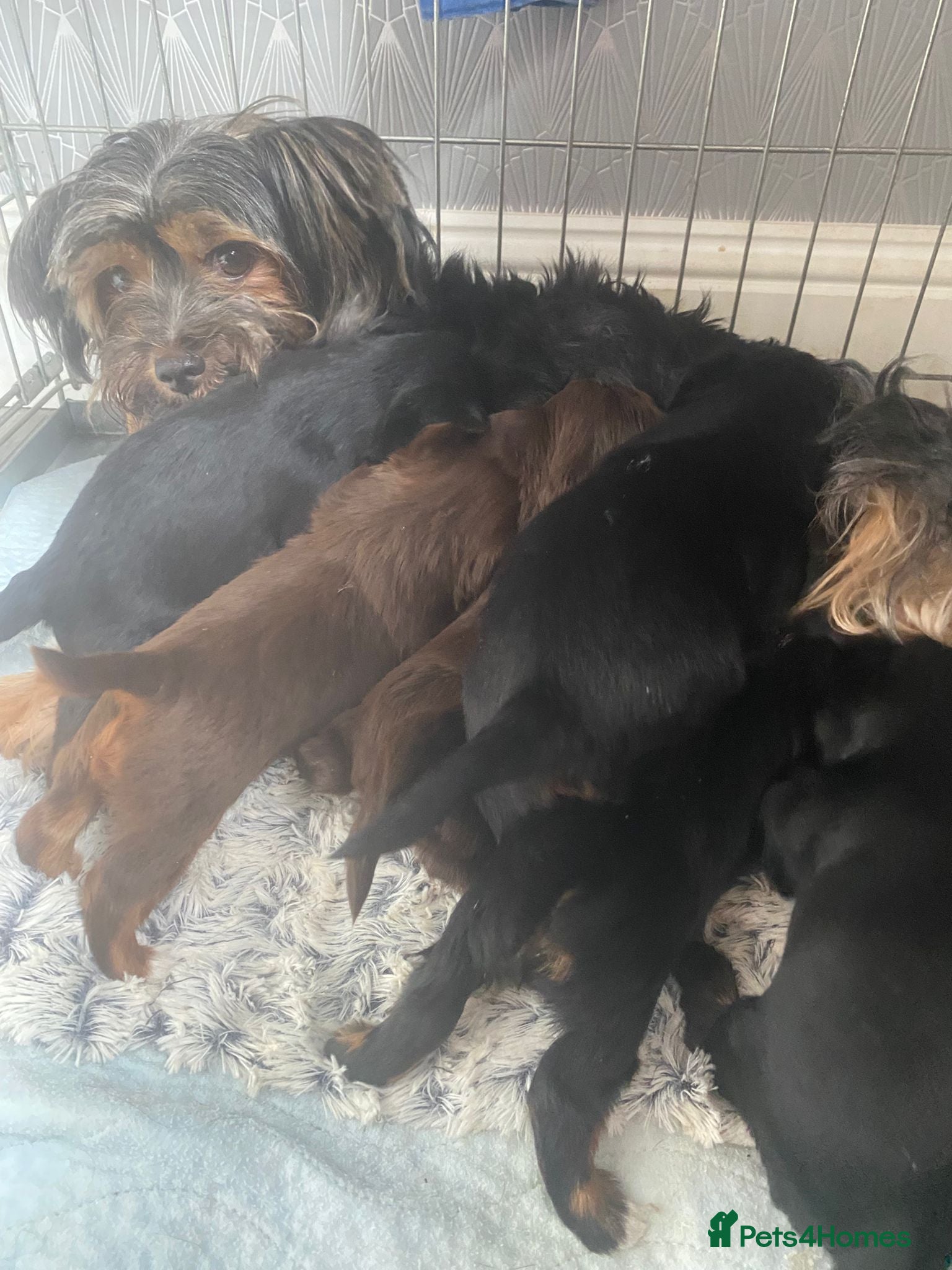 Yorkshire Terrier dogs 🐾 Cute puppies are looking for a loving home! 🐾 - Advert 1