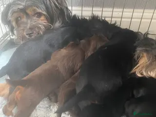 Yorkshire Terrier dogs 🐾 Cute puppies are looking for a loving home! 🐾 - Advert 4