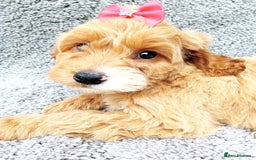 Cockapoo dogs for sale: Cockerpoo puppies - Image 1