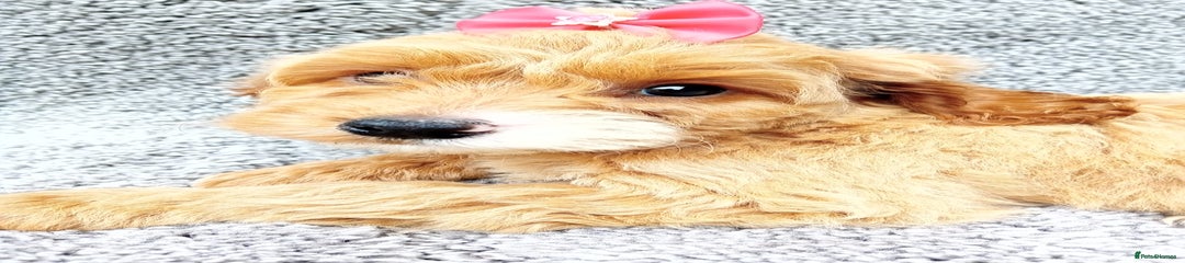 Cockapoo Puppy 2