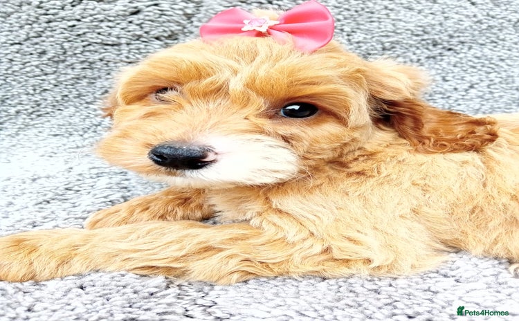 Cockapoo dogs - Advert 13