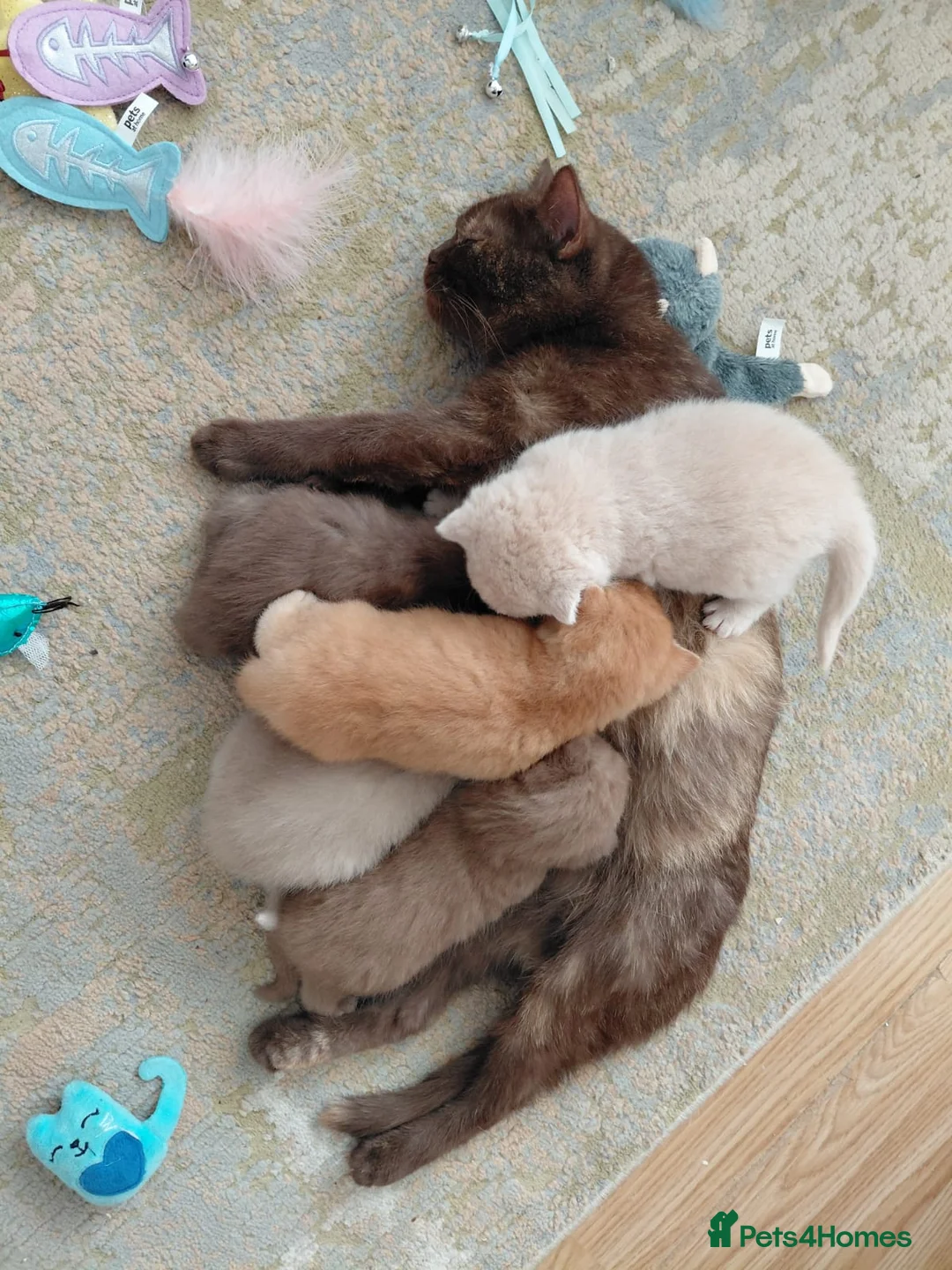 British Longhair cats for stud: British Longhair for Stud - Advert 6