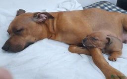 Staffordshire Bull Terrier dogs for sale: Blue Staffordshire Bull Terrier - Image 1